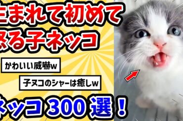 【2ch動物スレ総集編】生まれて初めて怒る子猫 → シャーからのニャーが可愛すぎるwww【ネコ300選+他】