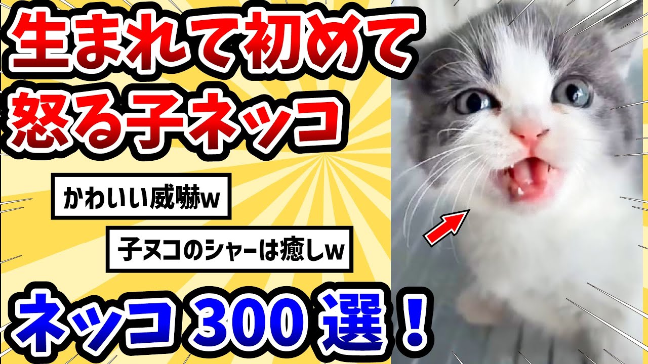 【2ch動物スレ総集編】生まれて初めて怒る子猫 → シャーからのニャーが可愛すぎるwww【ネコ300選+他】 【2ch動物スレ総集編】生まれて初めて怒る子猫 → シャーからのニャーが可愛すぎるwww【ネコ300選+他】