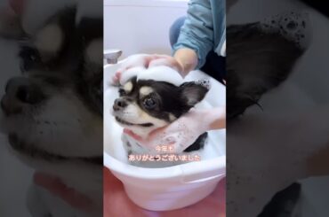 2023年クーミンchannel応援ありがとうございました❤️    #shorts #今年もありがとうございました #よいお年を