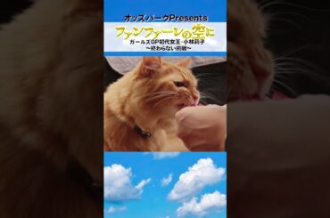 #小林莉子 #密着ドキュメント#ファンファーレの空にvol.3 #shorts #猫