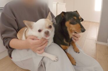 食べられないすいとんを健気に待つ犬たち