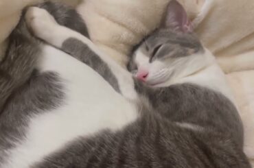 すやすやアッシュくん