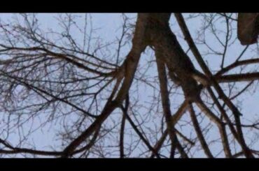 【1月8日ラジオ体操866日目】成人の日ですね