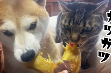 うちの犬と猫はお芋が好きすぎる　First sweet potato this year