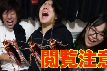 【閲覧注意】55匹のゴキブリと仲良くなろう♪♪