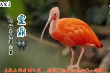 靈鼎 (1161-1180章) 作者：心碎夢思遷 (字幕：繁 简）