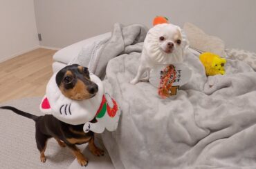 飼い主よりも豪華な食事で年を越す犬