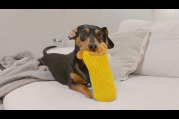 聖なる夜も破壊に勤しむ犬