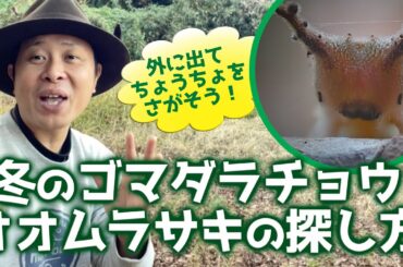 ゴマダラチョウの幼虫めっちゃおった！？冬もちょうちょを探そう！