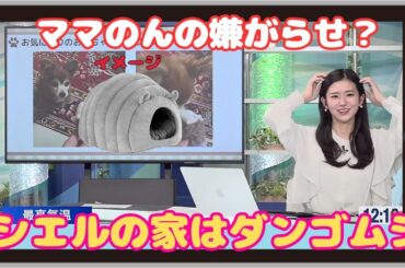 【大島璃音】『嫌がらせ？』「ちゃちゃちゃん情報紹介の中でママのんが買ったシエちゃんのダンゴムシハウスのトークをするのんちゃん」【ウェザーニュース】20221111