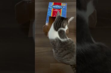 箱で遊ぶアッシュくん