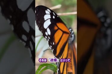 ステンドグラスの様に美しい蝶⁈Butterflies as beautiful as stained glass⁈ #shorts
