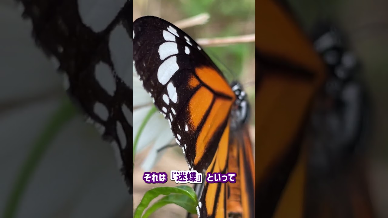 ステンドグラスの様に美しい蝶⁈Butterflies as beautiful as stained glass⁈ #shorts ステンドグラスの様に美しい蝶⁈Butterflies as beautiful as stained glass⁈ #shorts