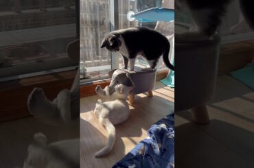 みるきーとエレファントの戦い時々あぽろとがるぼ乱入#かわいい動画 #ねこ #かわいい