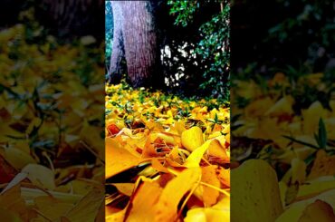 怖いほど美しい自然美　Scary beautiful natural beauty #shorts