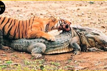 トラvsワニの真剣勝負、どっちが勝つ？