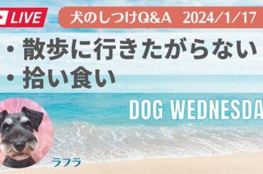 愛犬のお悩み無料相談「散歩に行きたがらない」「拾い食い」
