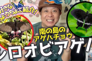 南国の白帯が美しいちょうちょ！？シロオビアゲハ！大好きなチョウご紹介シリーズ！