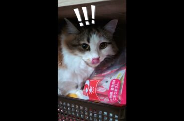 盗み食いする愛猫　#shorts #cat #ノルウェージャンフォレストキャット #マンチカン #猫 #ねこ #多頭飼い