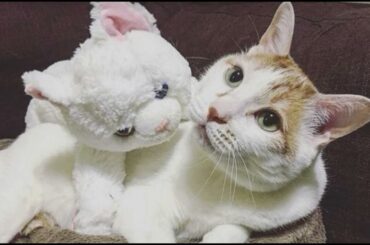 5月に来た猫をメイと名付けた渋谷凪咲