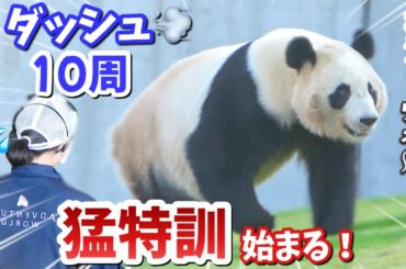 【パンダアイドル楓浜】走り出す🐼止まらない‼️ふうちゃんが痩せちゃうよ💦