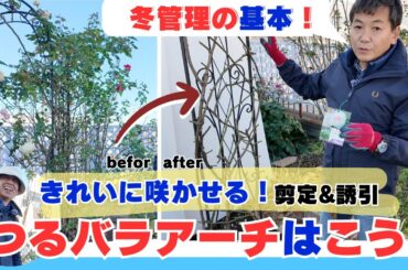 【アーチ仕立て】どう切る？誘引は？つるバラの剪定＆誘引