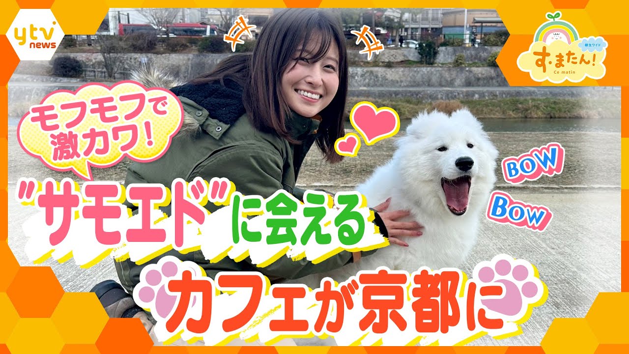 “サモエド”に会えるカフェが京都にオープン/とれたてFISHING "サモエド"に会えるカフェが京都にオープン/とれたてFISHING