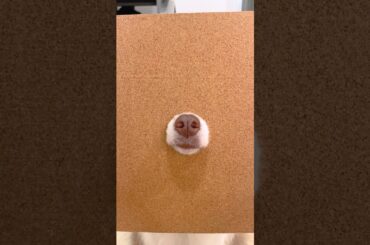 だんだん小さくなる穴に鼻をスッポリする犬達🐽🌰【ボーダーコリー・オーストラリアンシェパード】#shorts