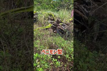 南国の蝶！シロオビアゲハ乱舞！？　#shorts