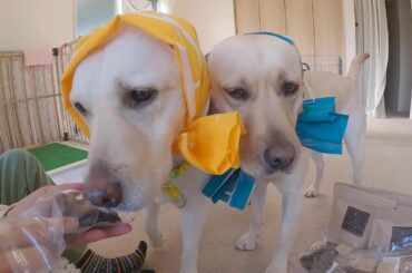 きなこ7歳の誕生日おめでとう🎉ラブラドールきなこ７歳サブレ２歳３か月