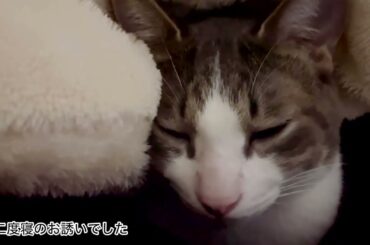 お布団の中のアッシュくん