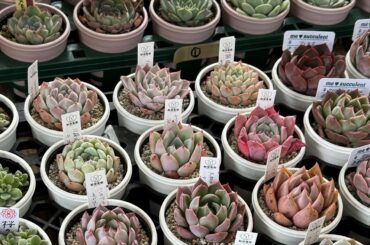 【多肉植物】新年初狩っ多肉紹介ライブ 2024.01.18