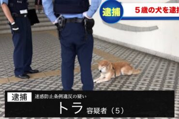 犬が逮捕されてツボるアナウンサー