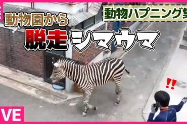 【まさかの出来事（動物編）】動物園から“脱走”シマウマが路上に/ ネコ2匹が「やばい」連発！  まるで会話…　など　どうぶつたちの驚き！ハプニング まとめライブ（日テレNEWS LIVE）