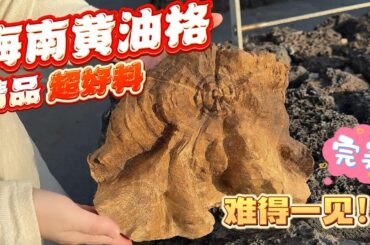 【Agarwood】【沉香】一块顶级的黄油格老料，够老够厚，油脂线明显清甜扑鼻，相当满意