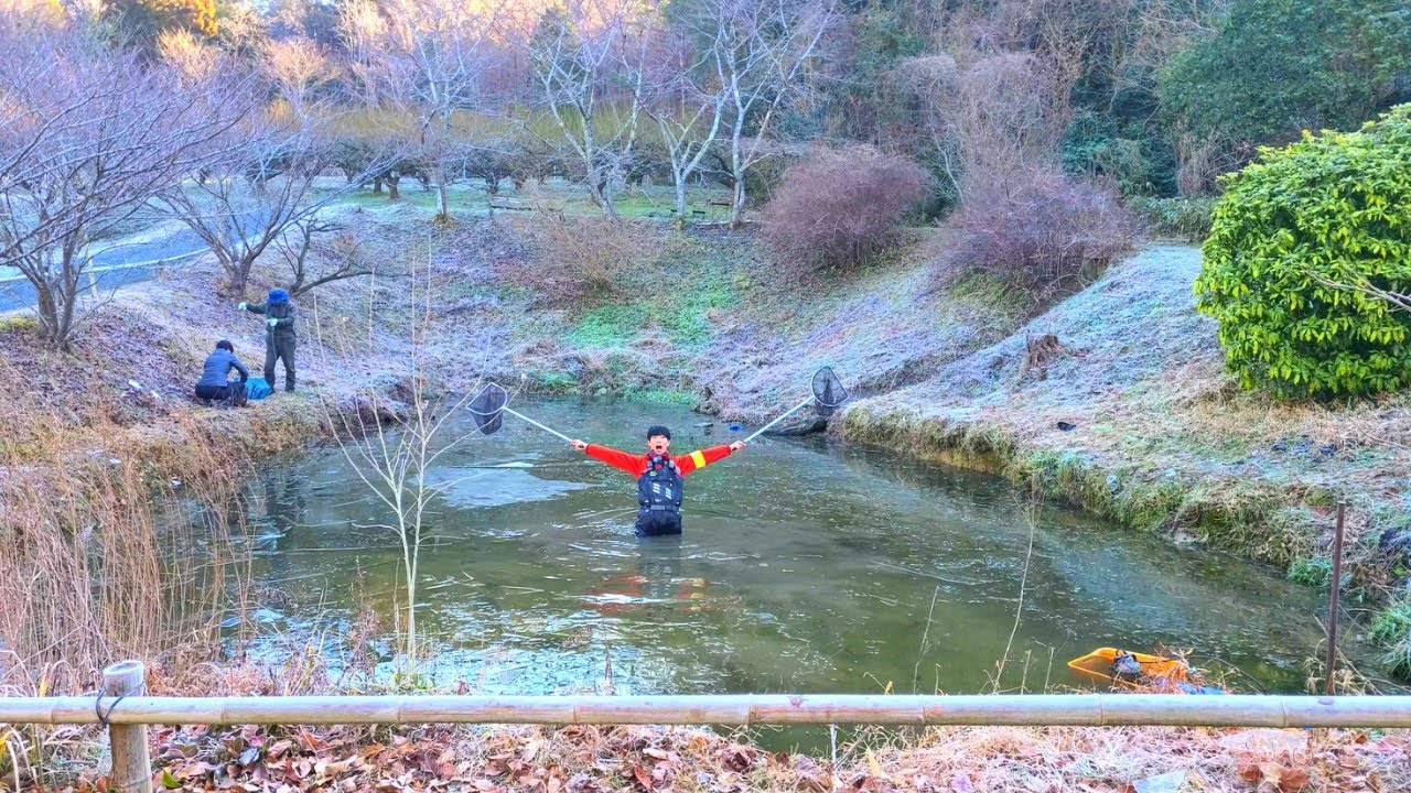 老舗和菓子屋の池の水ぜんぶ抜くと捕獲禁止の激レア生物の捕獲に成功しました!! 老舗和菓子屋の池の水ぜんぶ抜くと捕獲禁止の激レア生物の捕獲に成功しました!!