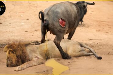 怒ったバッファローがライオンをいじめるとどうなるか