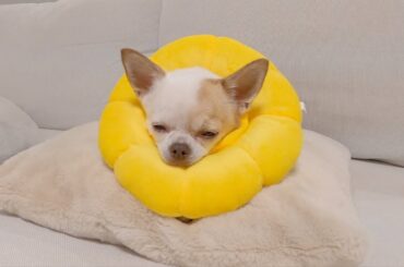 エリザベスカラーにブチ切れるチワワ