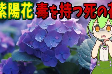 毒を持つ死の花「紫陽花」の恐怖【ずんだもん解説】