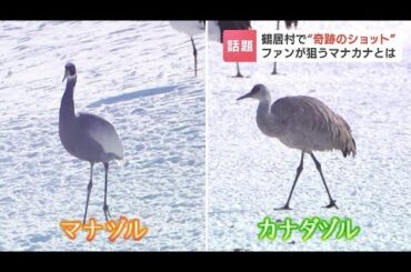 タンチョウの中に奇跡の２ショット…ファンの間で人気の「マナカナ」 グレーの“マナヅル”と日本で見られるのは珍しい“カナダヅル”