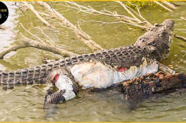 間違った相手に手を出すと、ワニの命はこうして終わる