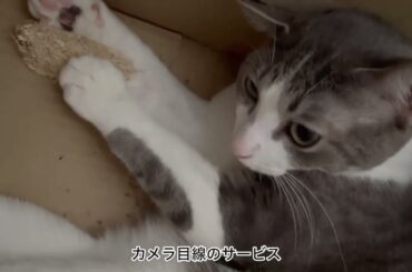 箱の中で遊ぶアッシュくん