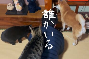 床下から何者かの鼻息が聞こえる　Someone snorting from under the floor