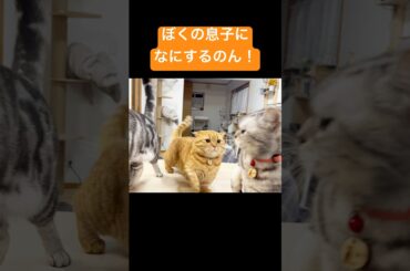 『ぼくの息子になにするのん！』 #猫 #マンチカン #shorts