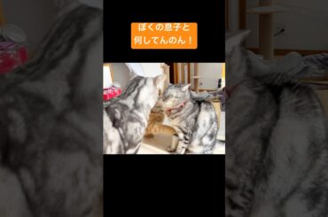 『ぼくの息子となにしてるのん！』 #猫 #マンチカン #shorts
