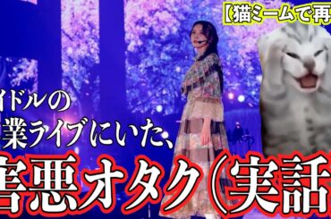 卒業コンサートで実際にいた『害悪オタク』の話。【猫ミーム】