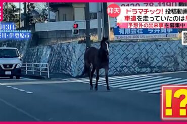 【投稿動画】道路に現れたのは…馬！？『every.特集』