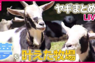 【やぎまとめ】“道草”好きで散歩に１時間…ペットの「ヤギ」人気者でも困った問題/ヤギが人気…火付け役は“ポニョ”？　など （日テレNEWS LIVE）