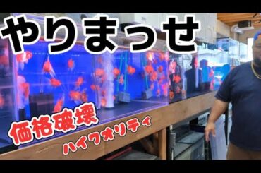 【高級金魚専門店】ハイクオリティの金魚が格安で買えるショップ❗