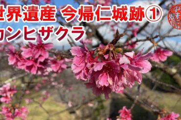 【世界遺産】今帰仁城跡のカンヒザクラを見に行った①